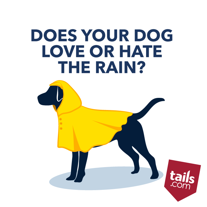 how to get your dog to go out in the rain