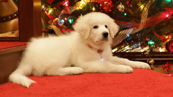 search-for-santa-paws-blog-size