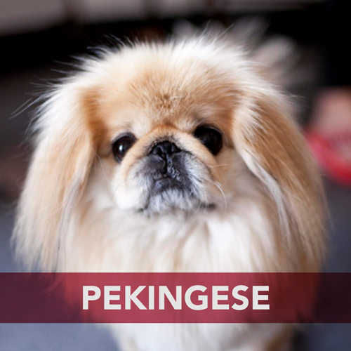pekingese