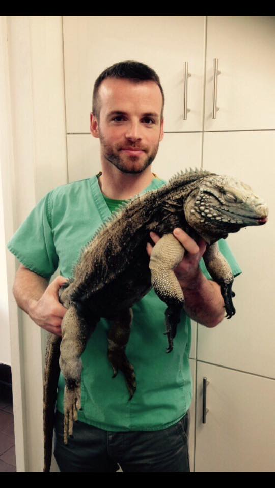 rhinoceros-iguana