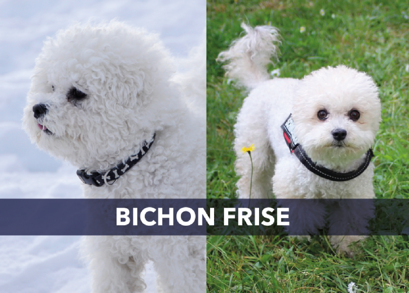 are bichon frise good pets