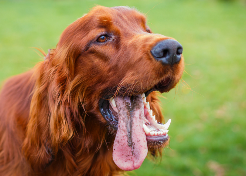 Red setter best sale short hair