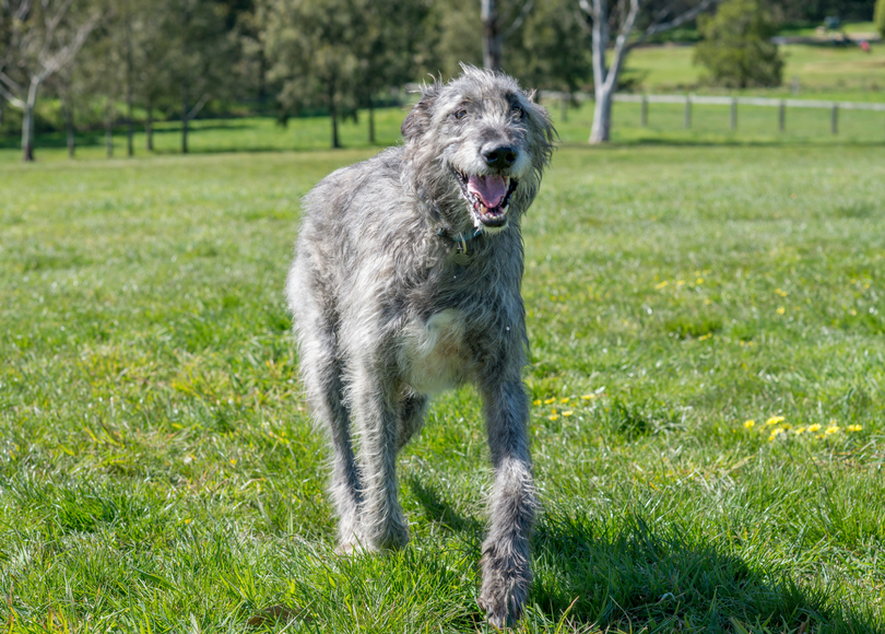 irish shepherd dog