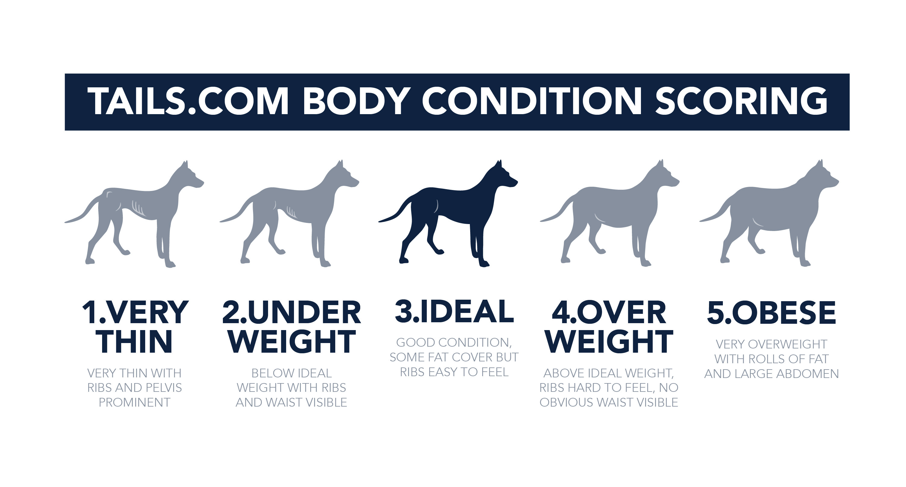 How To Check Your Dog s Body Condition Score Tails