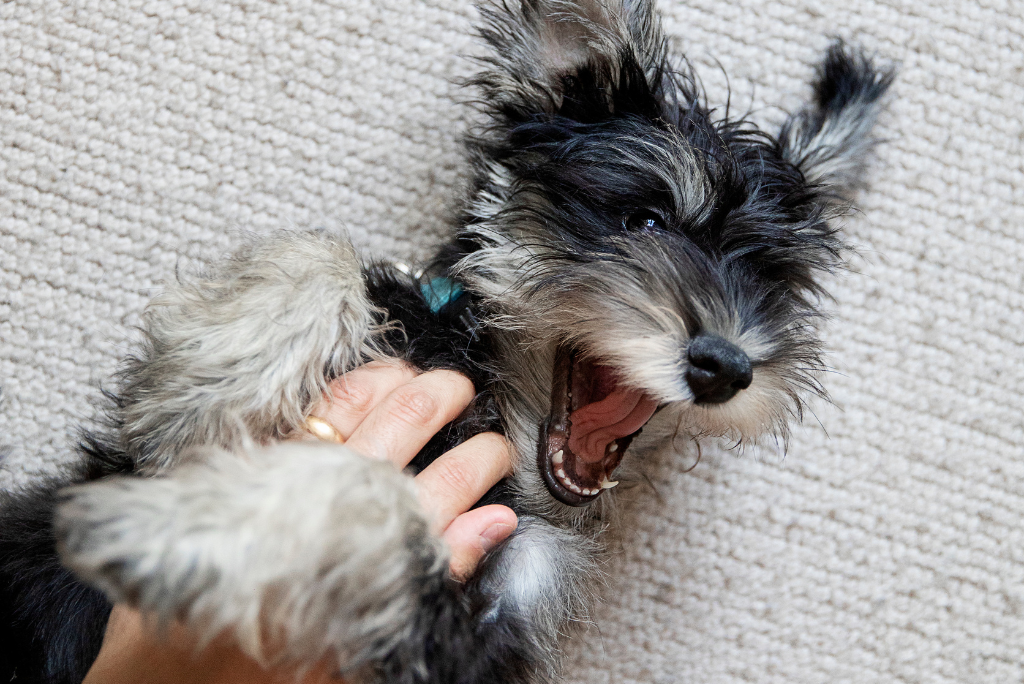 Haben Hunde einen Bauchnabel? Blog (DE)