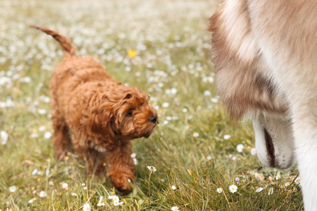 Salz Für Hund