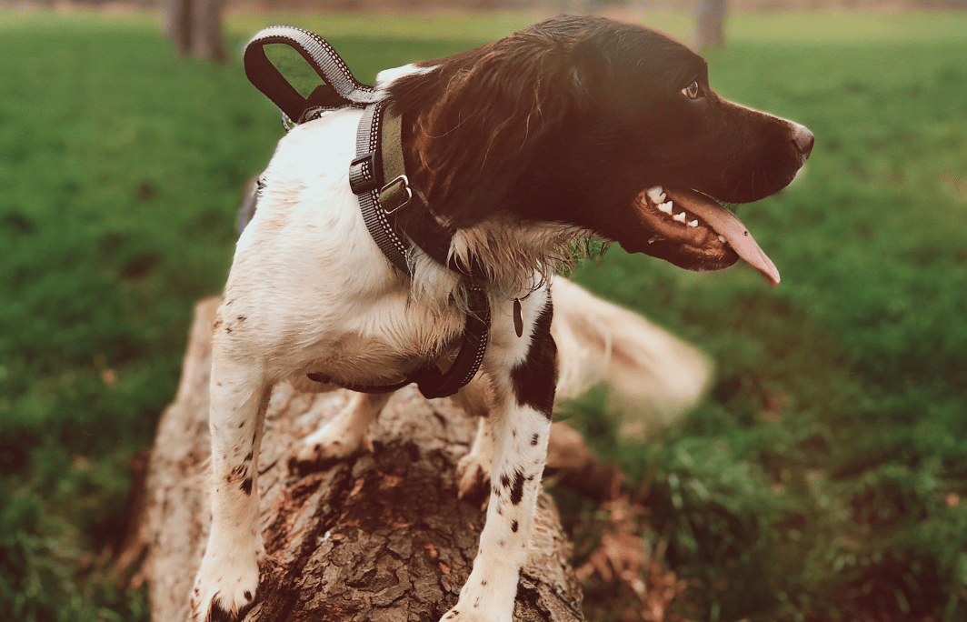 Hund Leckt Urin Und Klappert Mit Den Zähnen tails.com