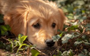 quelles plantes sont toxiques pour les chiens