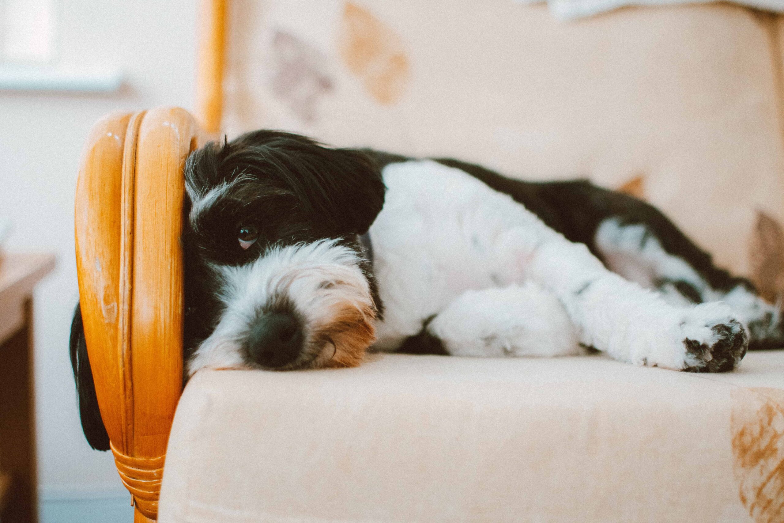 Les gargouillements de ventre chez le chien : tout savoir