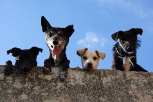 petits et grands chiens