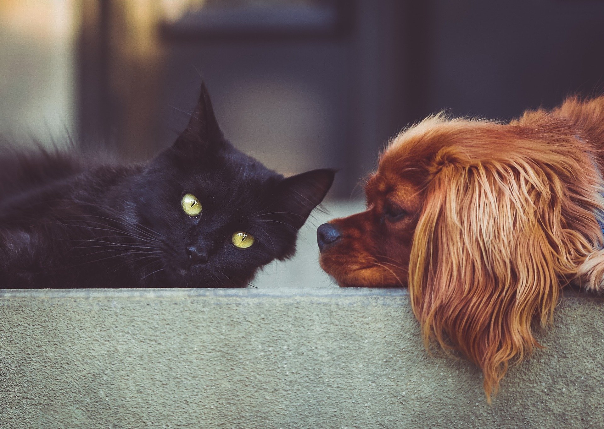 La cohabitation entre chat et chien