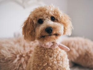 problèmes de poils et peau chez le chien