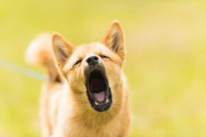 chien dents