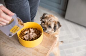 ration de nourriture pour chien quelles portions servir