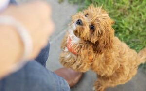 alimentation chien