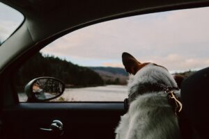 voyager en voiture avec son chien