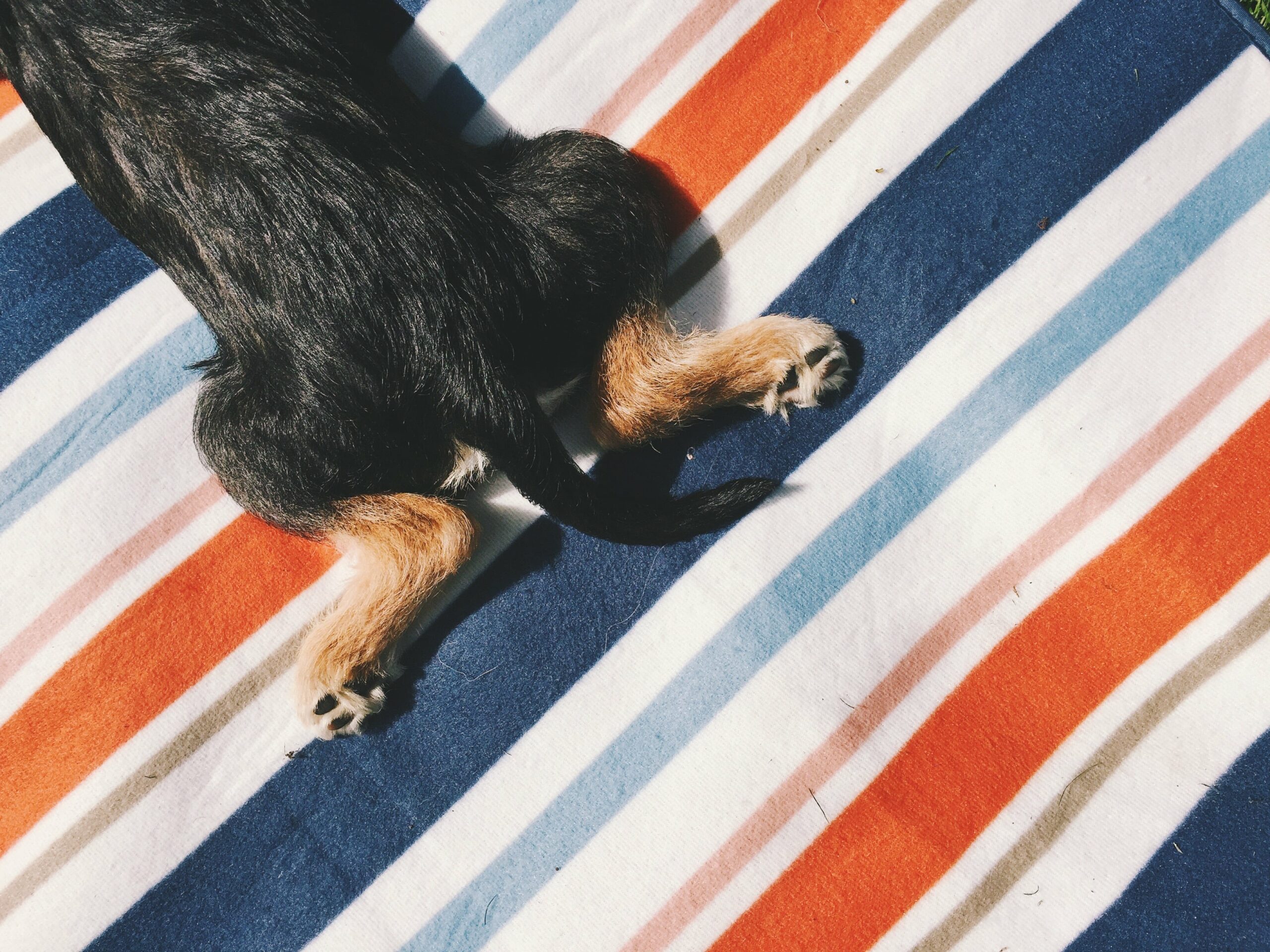 fibres pour les chiens, chiot, selles