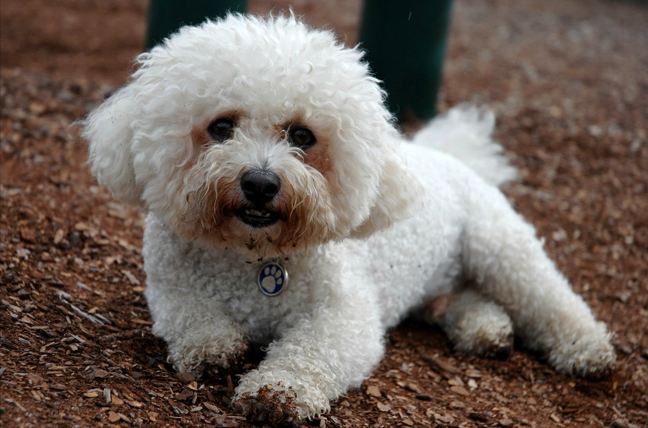 Races Zoom Sur Le Bichon Fris 
