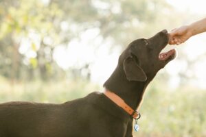 surpoids chez le chien friandise