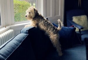 chien anxiété de séparation