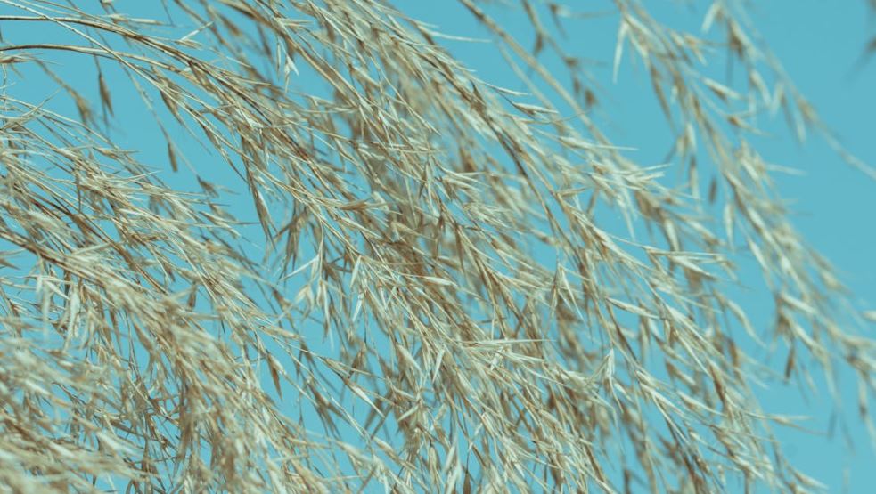 épillets graminées