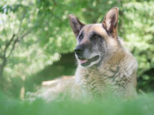 chien senior