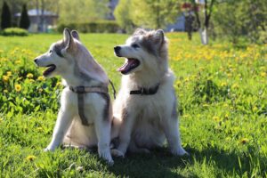 sevrage alimentation du chiot