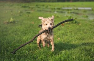 jouer avec son chien