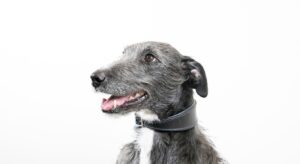 collier pour chien