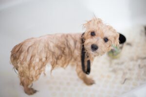 laver son chien