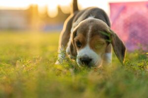 chien et coprophagie