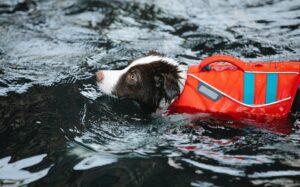 chien apprendre à nager
