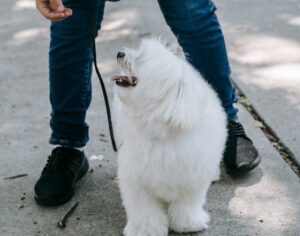 éducation du chien