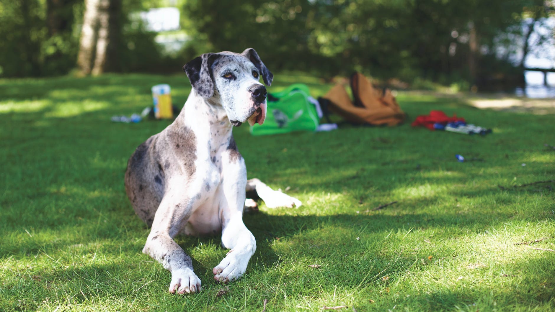 dogue allemand