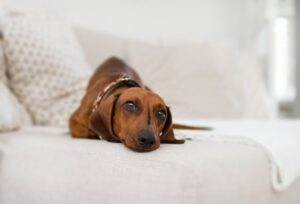 chien constipation