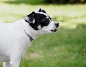 chien qui aboie
