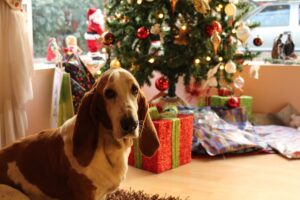 noël chien