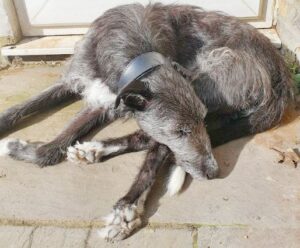 vue sur les coussinets de Blue qui dort au soleil