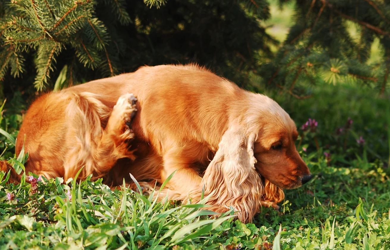 lutter contre les puces