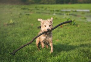 chien vitamines