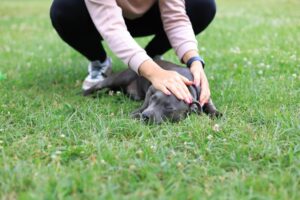 accidents et premiers secours du chien