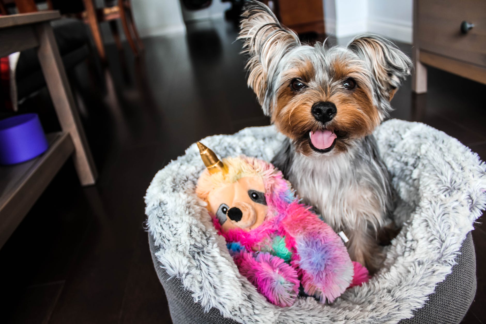 Comment choisir les jouets et peluches de son chien ?