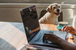 télétravail avec le chien