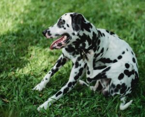 parasites externes du chien