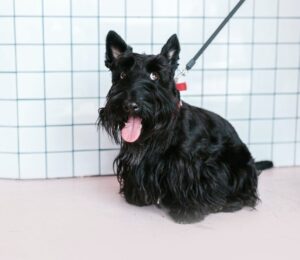 terrier chien écossais