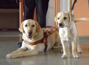 chiens-guides en formation