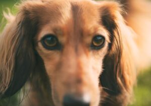 coup de chaleur chez le chien