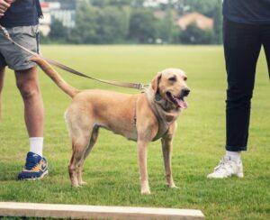 Labrador