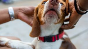 chien médecines douces