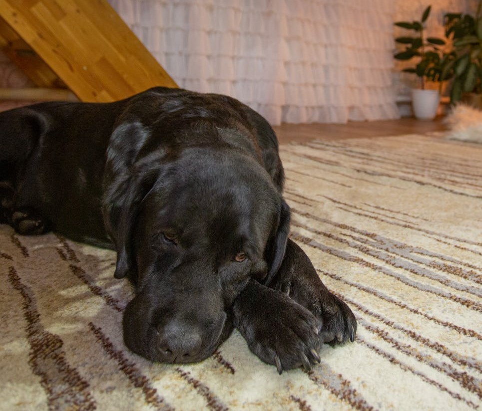 troubles digestifs du chien